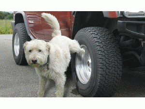 狗尿对汽车轮胎的伤害有多大？